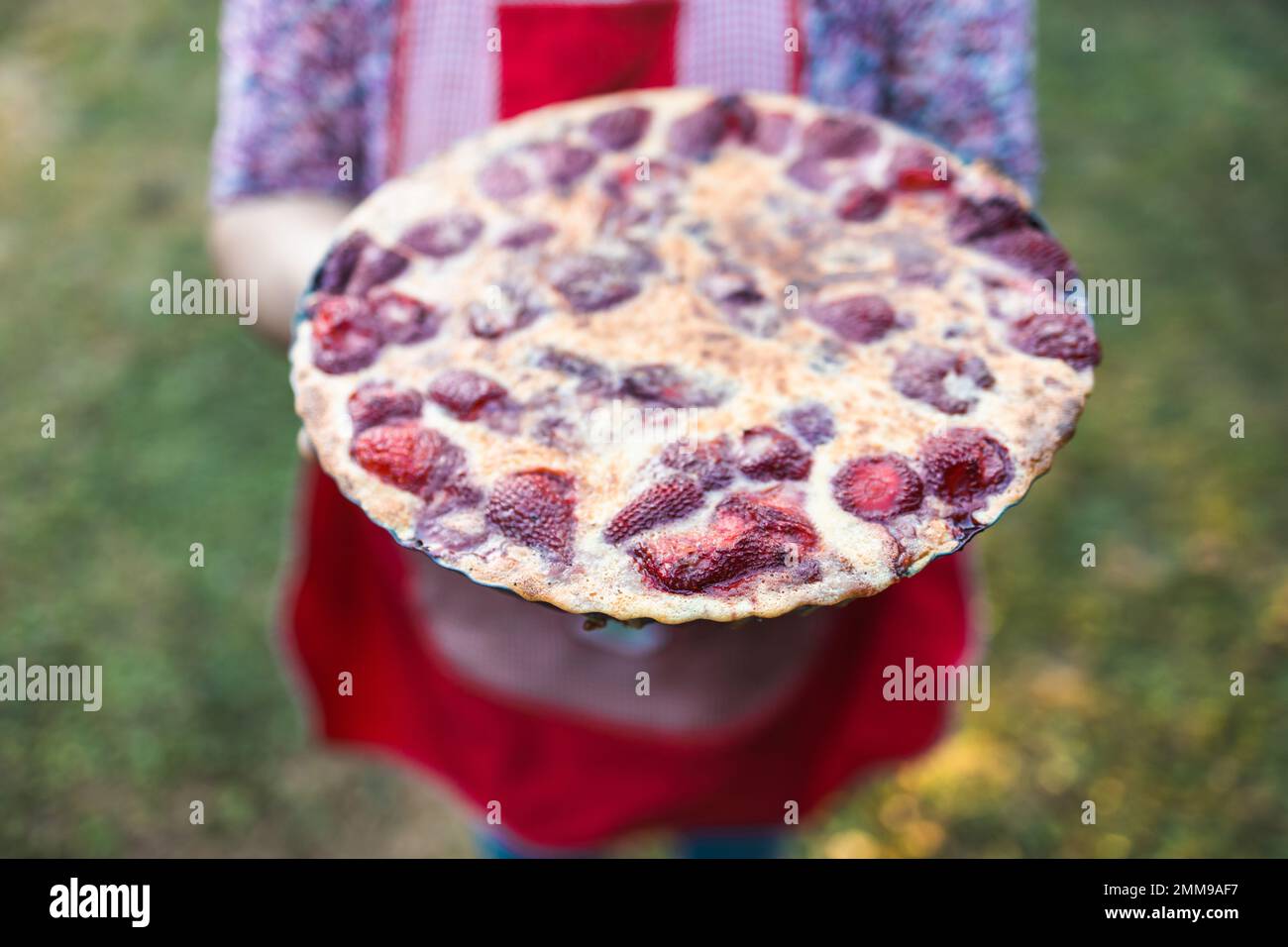 Unrecognizable latin farmer woman holding a strawberry pie in the field.  Stock Photo