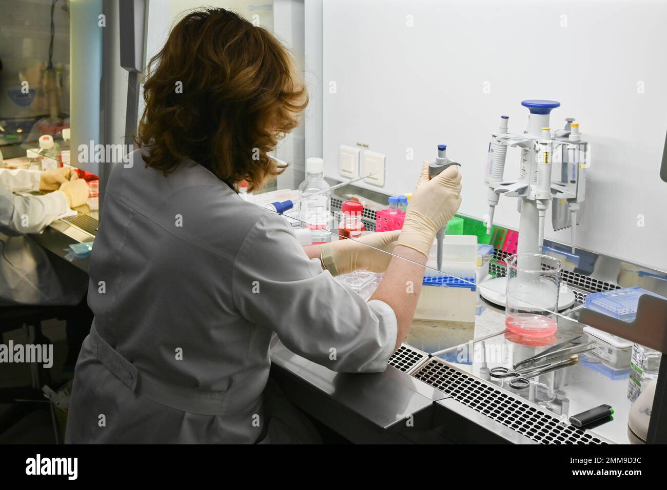 The researcher's work with cell culture in a laminar box. Cell technologies in biology and medicine. Stock Photo