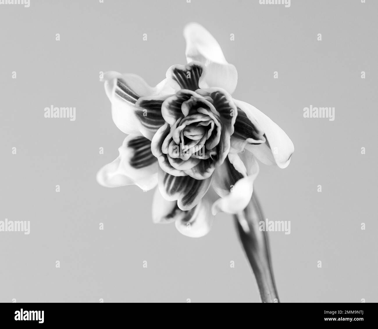 Spring snowflake (Leucojum vernum), Germany Stock Photo
