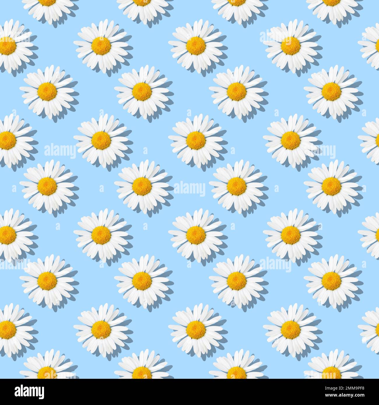 Flower seamless pattern with white daisies on blue background Stock Photo