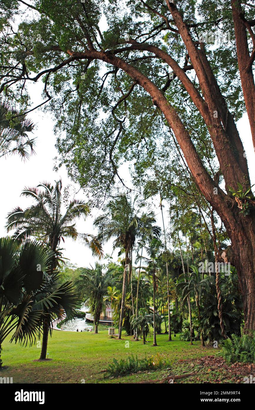 Tembusu trees (Fagraea fragrans) at the Botanic Garden or Singapore Botanic Gardens, Singapore Stock Photo