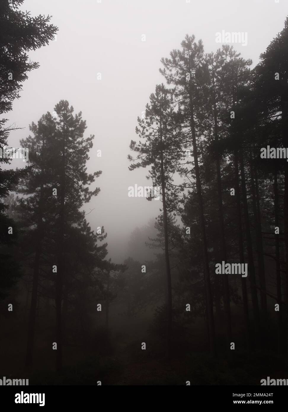 Vertical misty foggy forest trees Stock Photo - Alamy