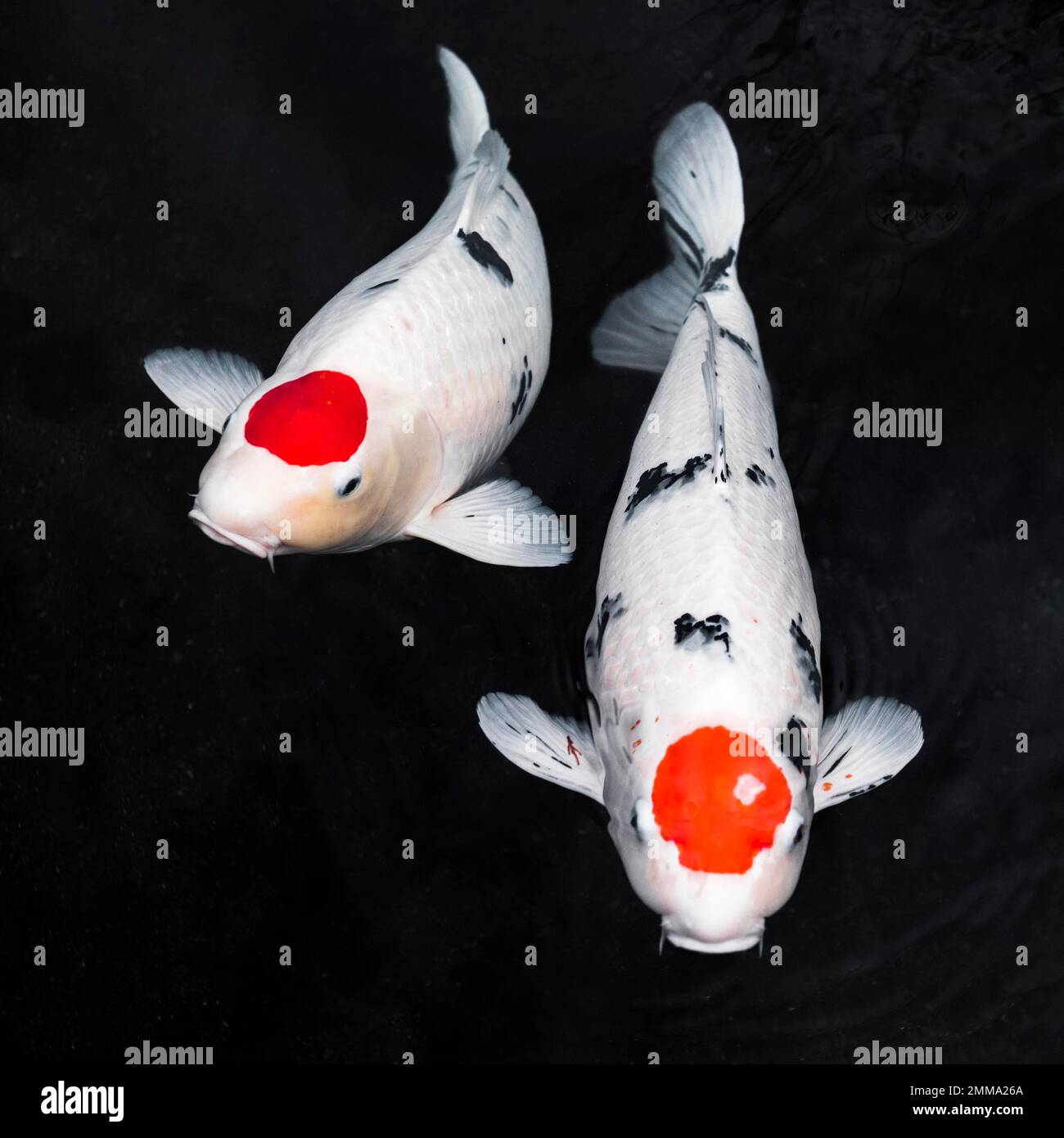 top view koi fishes. High resolution photo Stock Photo - Alamy