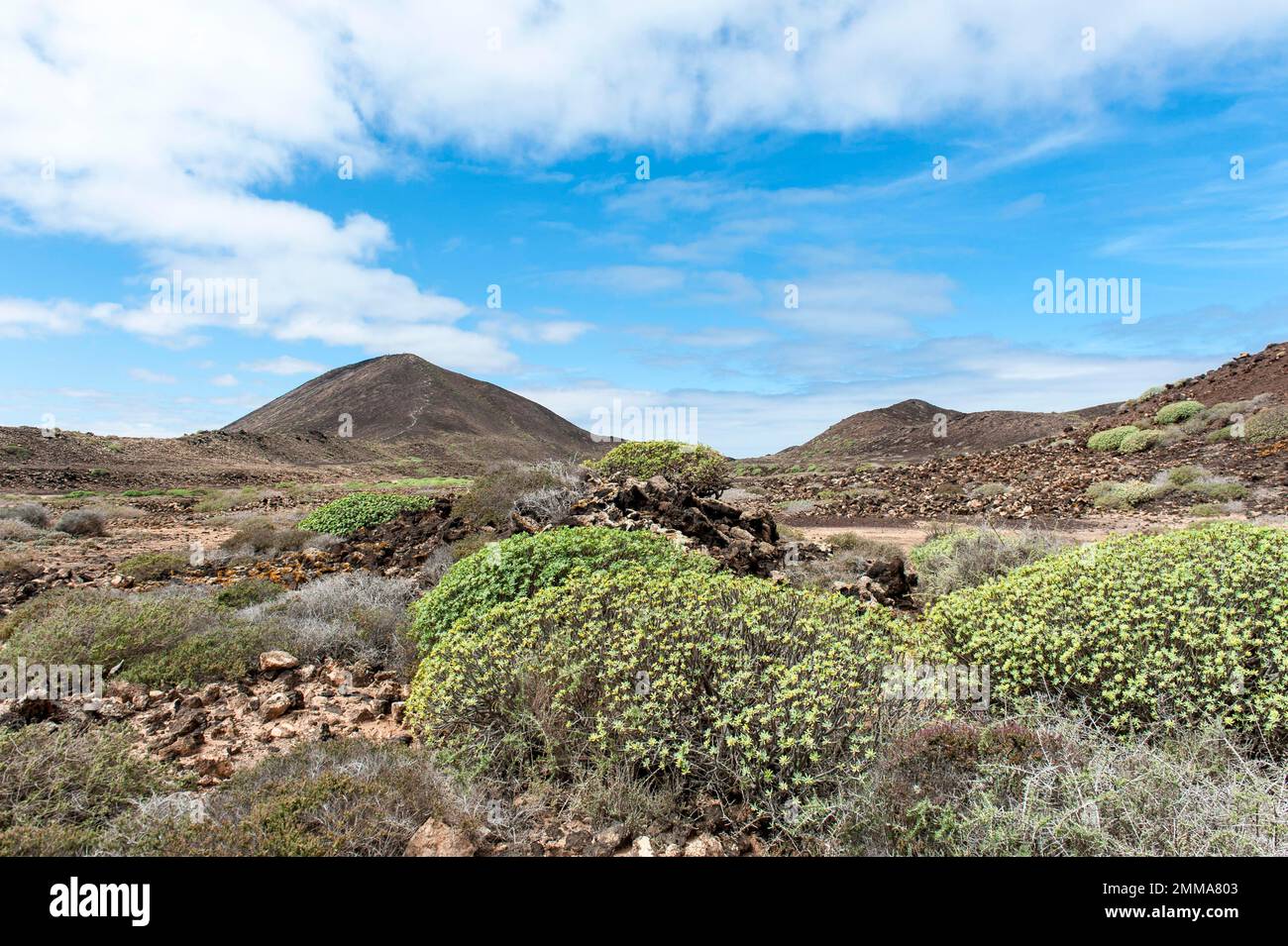 Barren plant growth on the volcanic island, balsam spurge (Euphorbia balsamifera), in the back left volcano Montana La Caldera, Islote de Lobos Stock Photo
