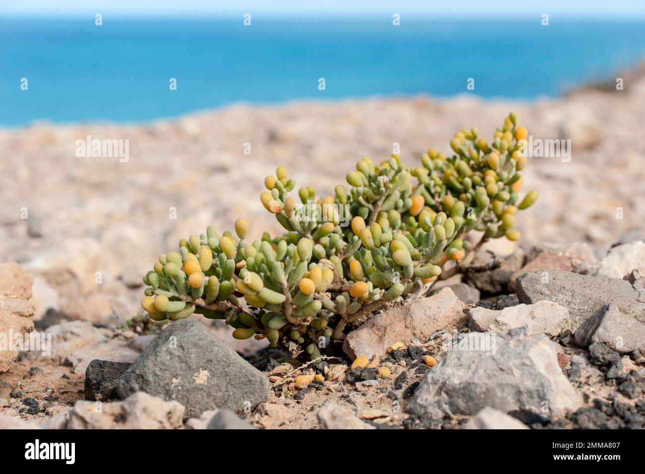 Desfontaines yoke-leaf (Tetraena fontanesii), Zygophyllaceae, yoke-leaf family, succulent, salt-tolerant, near Playa de Esquinzo, near Taca west of Stock Photo