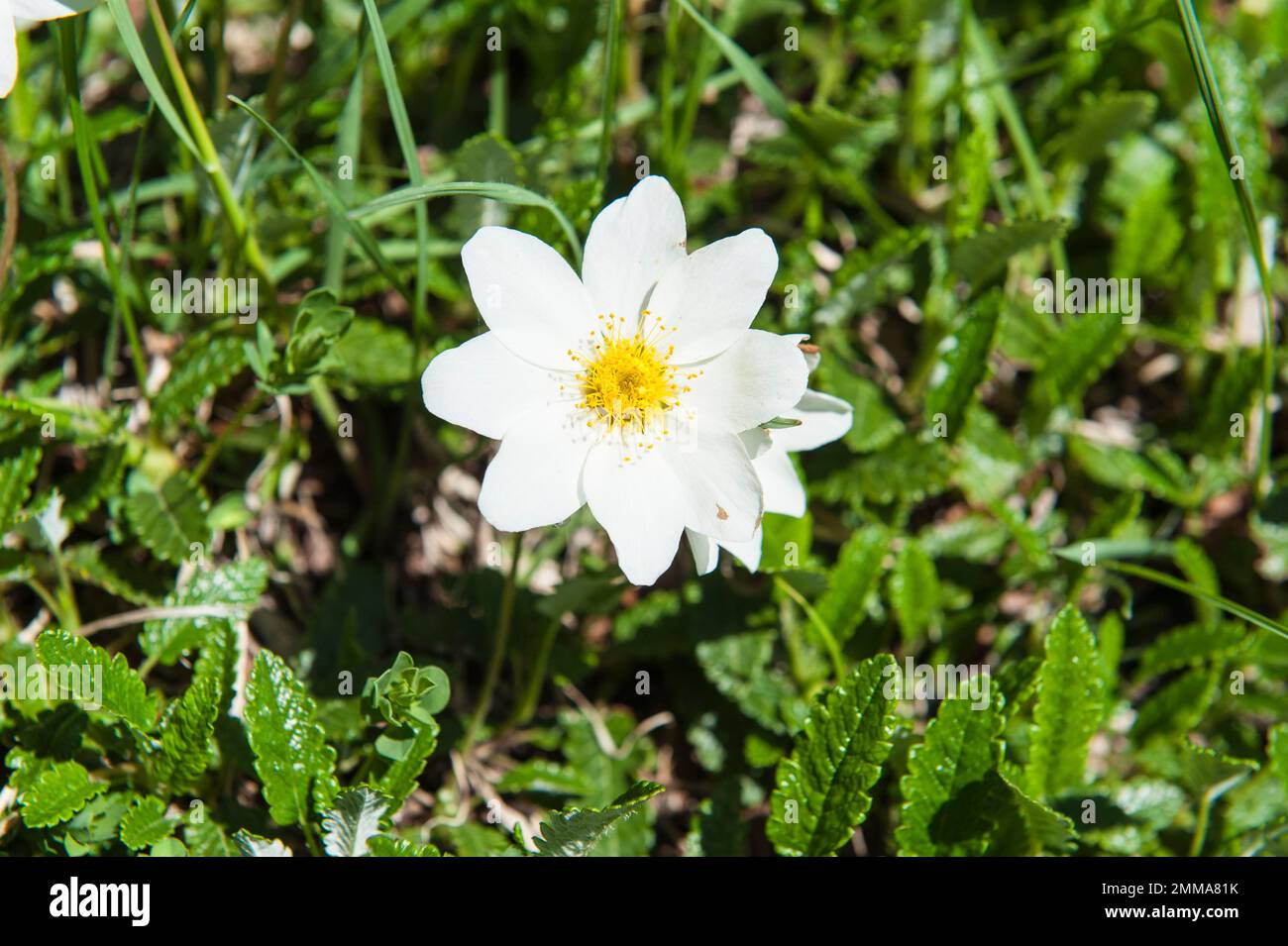 White flower, eight petals, white dryad (Dryas octopetala), Brenta Massif, Brenta Dolomites, near Molveno, Malfein, Province of Trento, Trentino Stock Photo