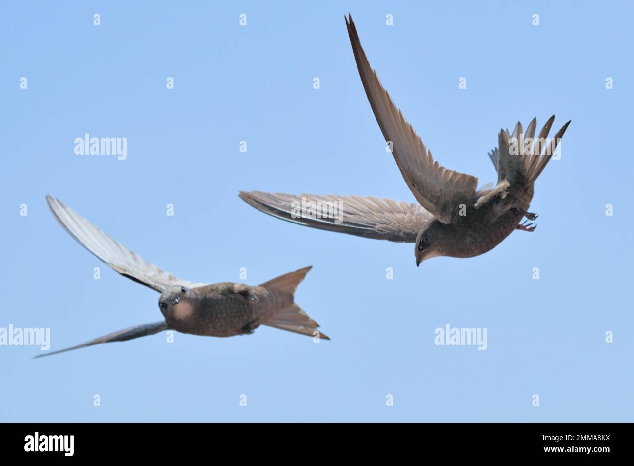 Common swift (Apus apus), in flight, summer, Goerlitz, Saxony, Germany ...