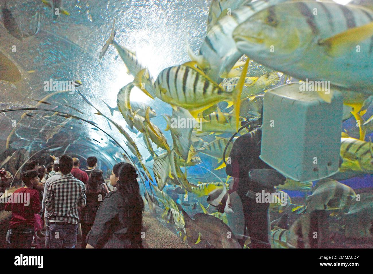 Walking through a fish tank at Underwater World, Sentosa Island, Singapore Stock Photo Alamy