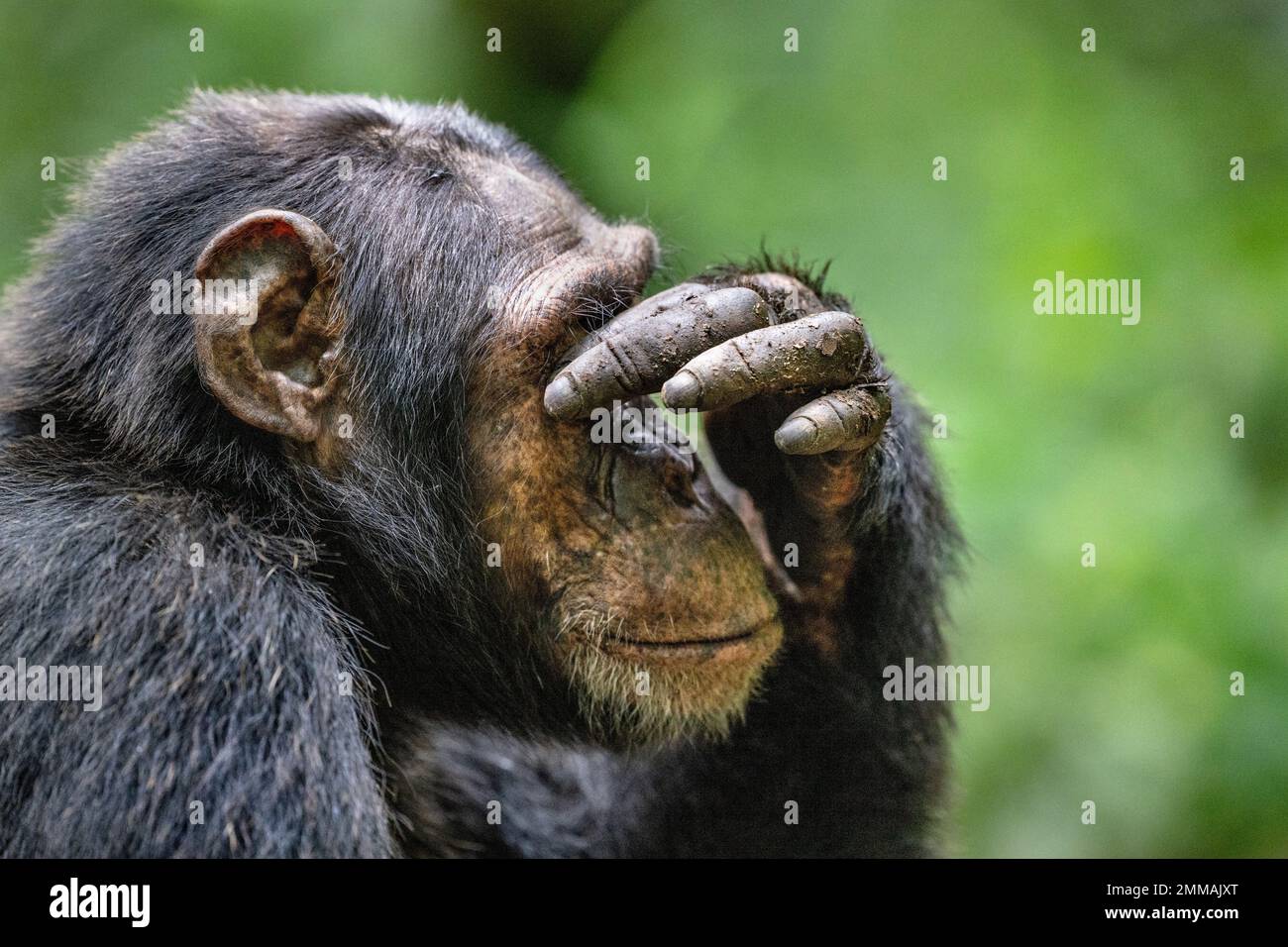 A chimpanzee appears to cover it's eyes with it's hand, sitting low down amongst the rainforest.  Image captured in Kibale rainforest, western Uganda. Stock Photo