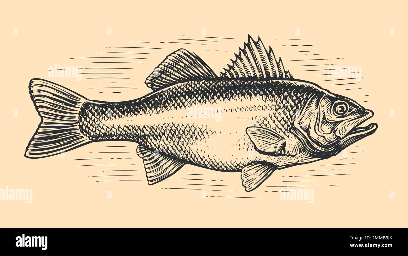Hand drawn Sea Bass, whole fish, sketch in vintage engraving style. Fishing, Seafood concept. Vector illustration Stock Vector