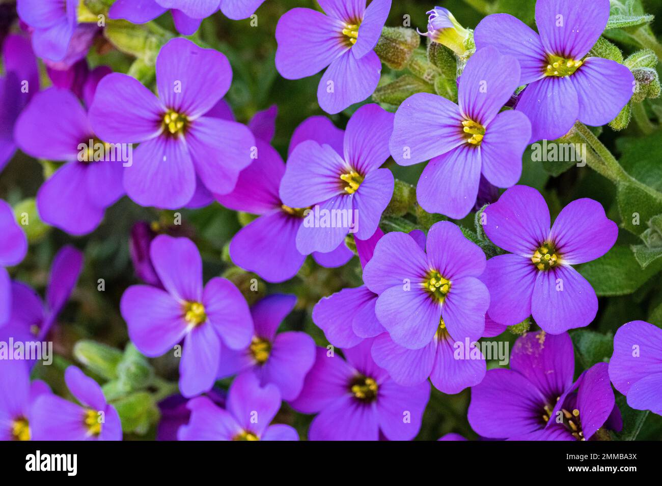 violet flowers from greek blue pillow Stock Photo