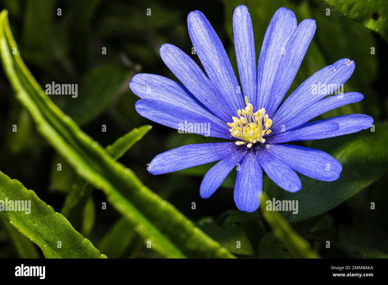 Macro photo of a beautiful flower of a blue anemone against blurred green leaves background Stock Photo