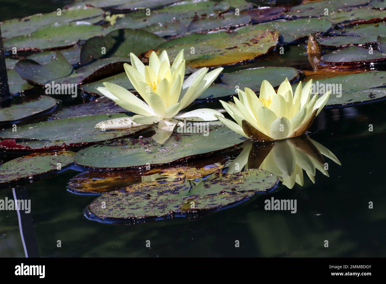 Zuchtform der Seerose Nymphaea Odorata sulphurea im Botanischen Garten, Nordrhein-Westfalen, Deutschland, Bonn Stock Photo