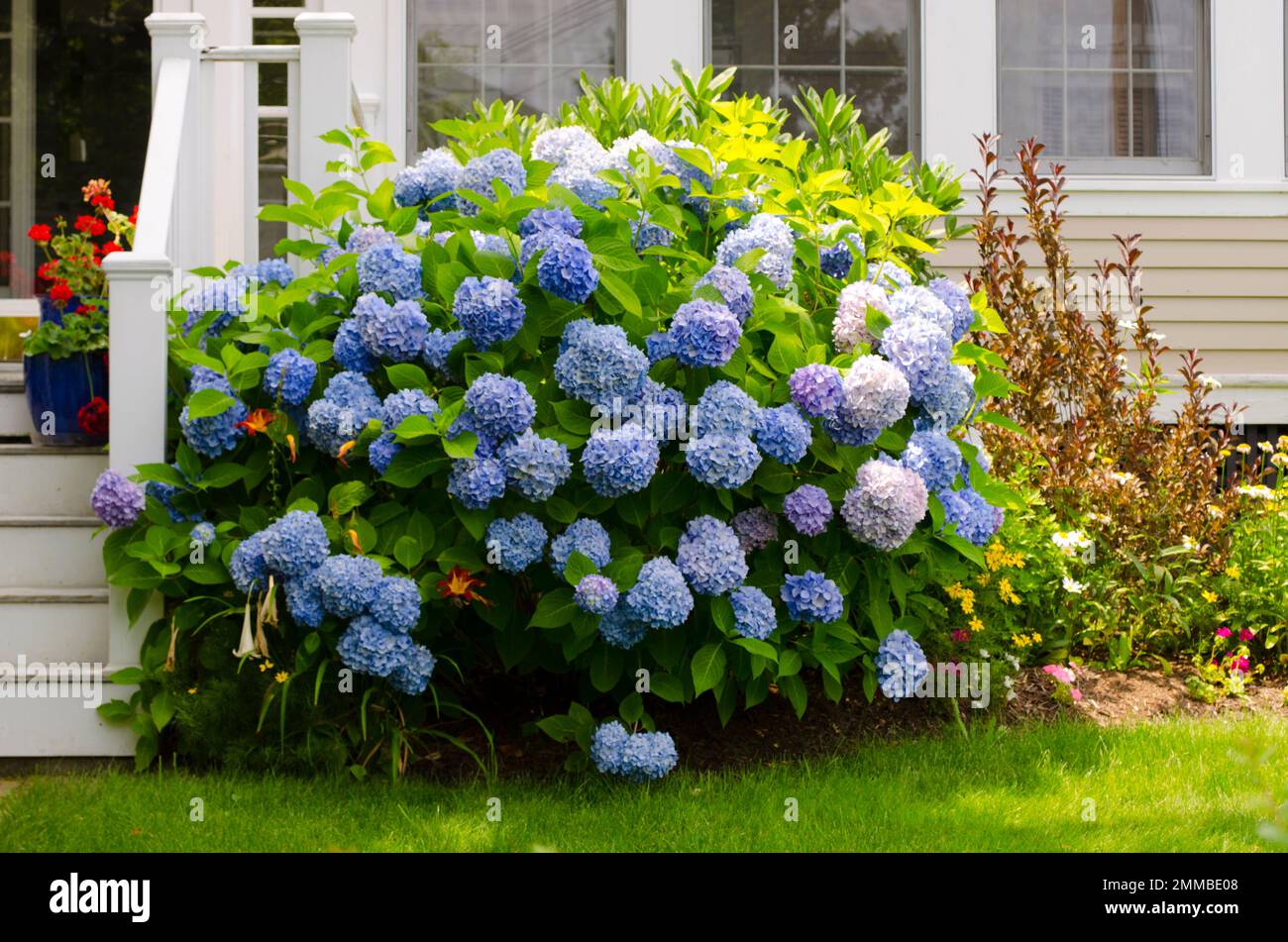 Blue Hydrangeas. Cape Cod. Wellfleet, Massachusetts Stock Photo