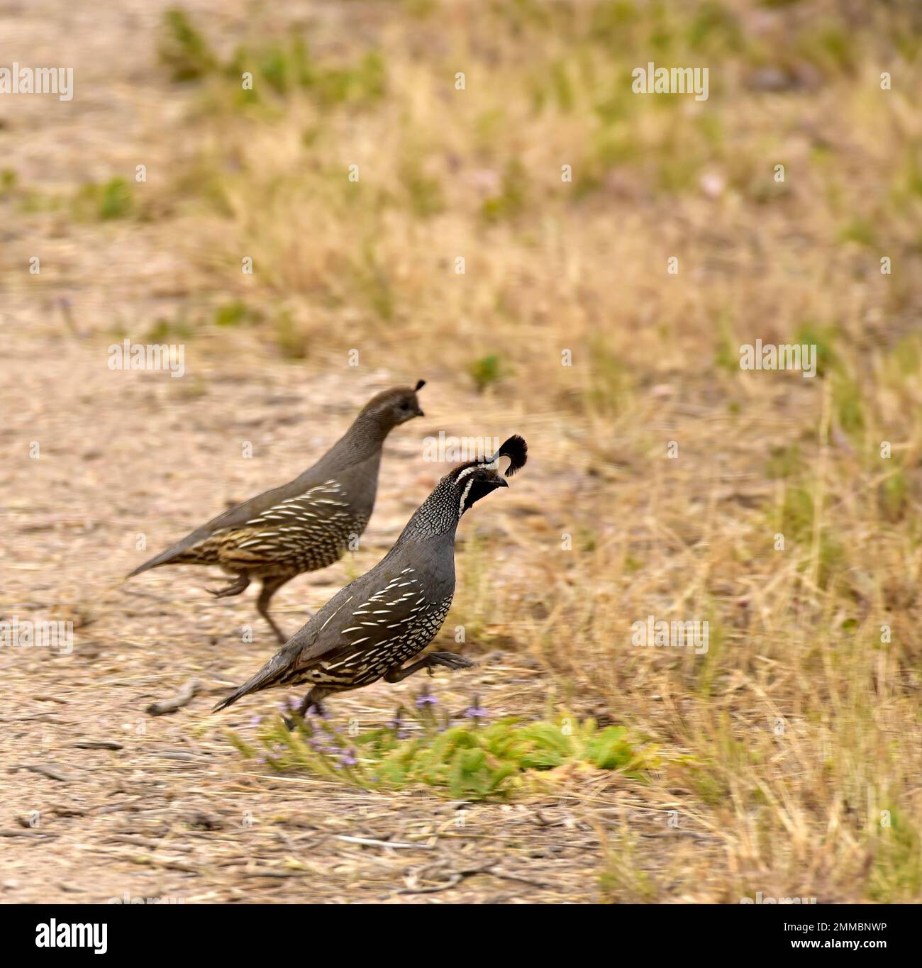 California quail male and female running, Montana de Oro State Park