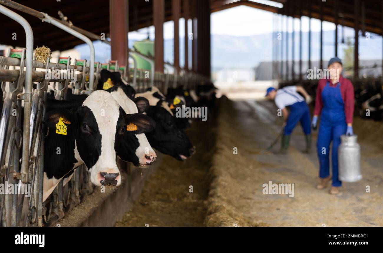 Young woman farmer with can works on dairy farm Stock Photo - Alamy