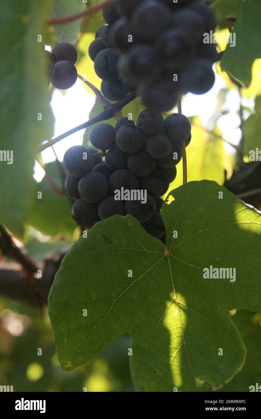 4M Vineyards & Farms is a Missouri source for wine grapes. St. James