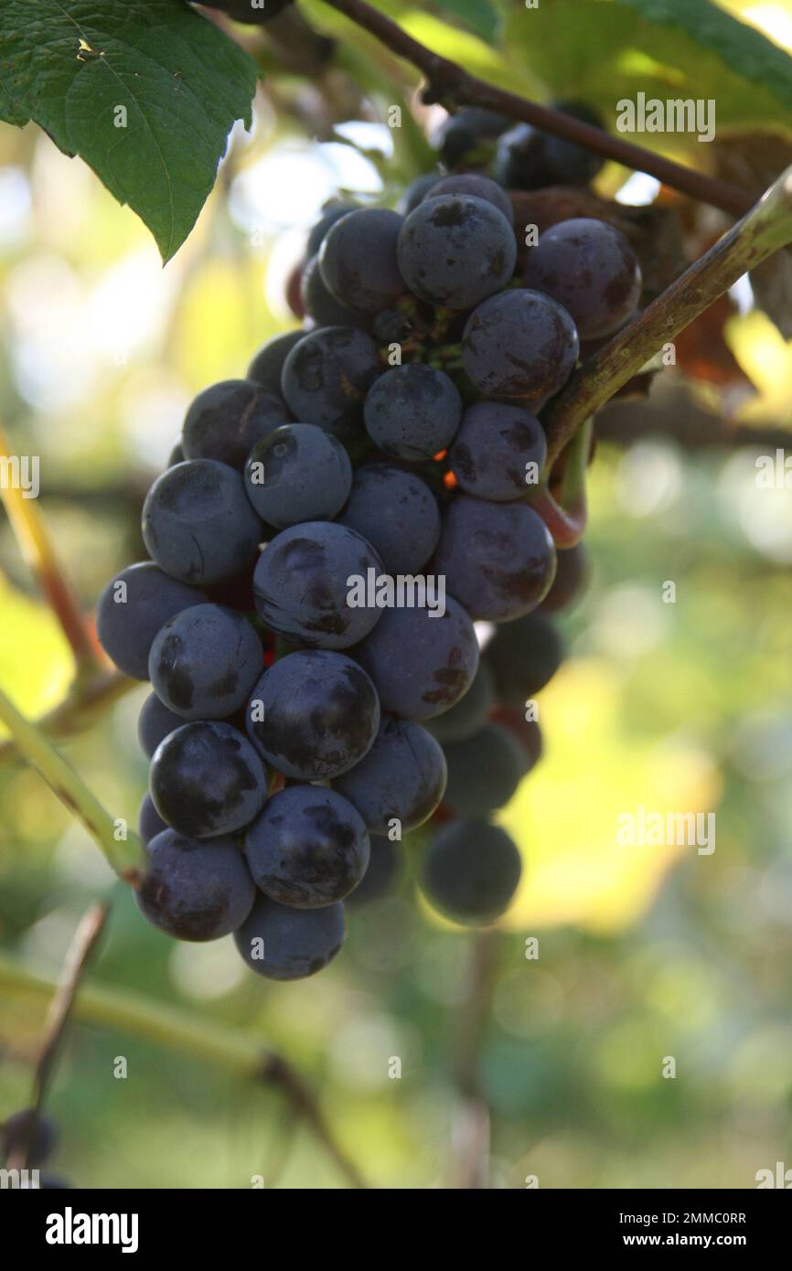 4M Vineyards & Farms is a Missouri source for wine grapes. St. James
