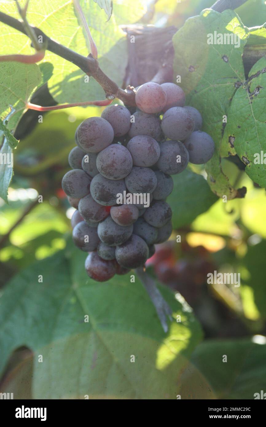 4M Vineyards & Farms is a Missouri source for wine grapes. St. James