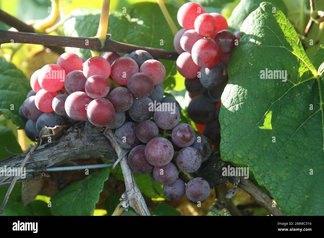 4M Vineyards & Farms is a Missouri source for wine grapes. St. James