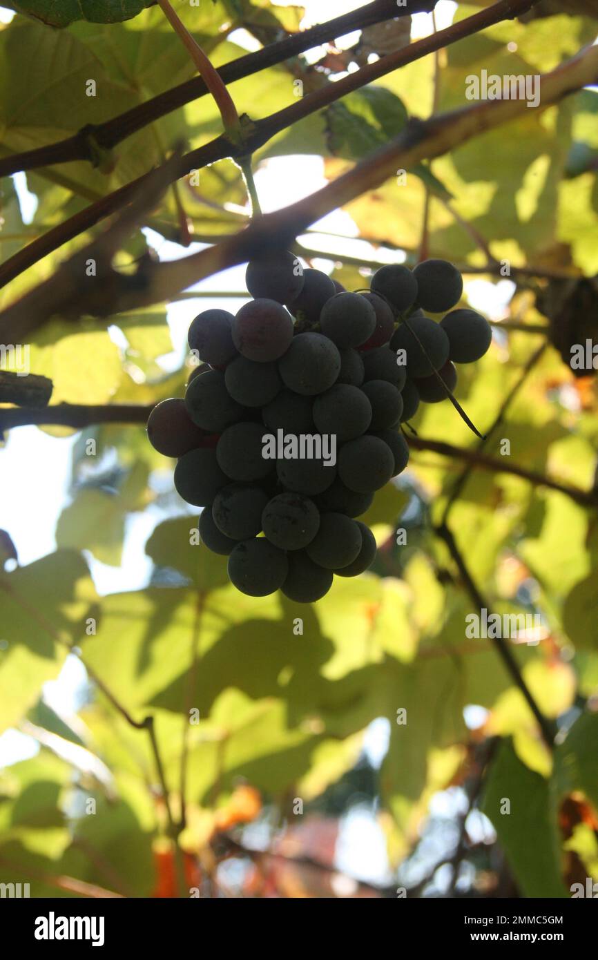 4M Vineyards & Farms is a Missouri source for wine grapes. St. James