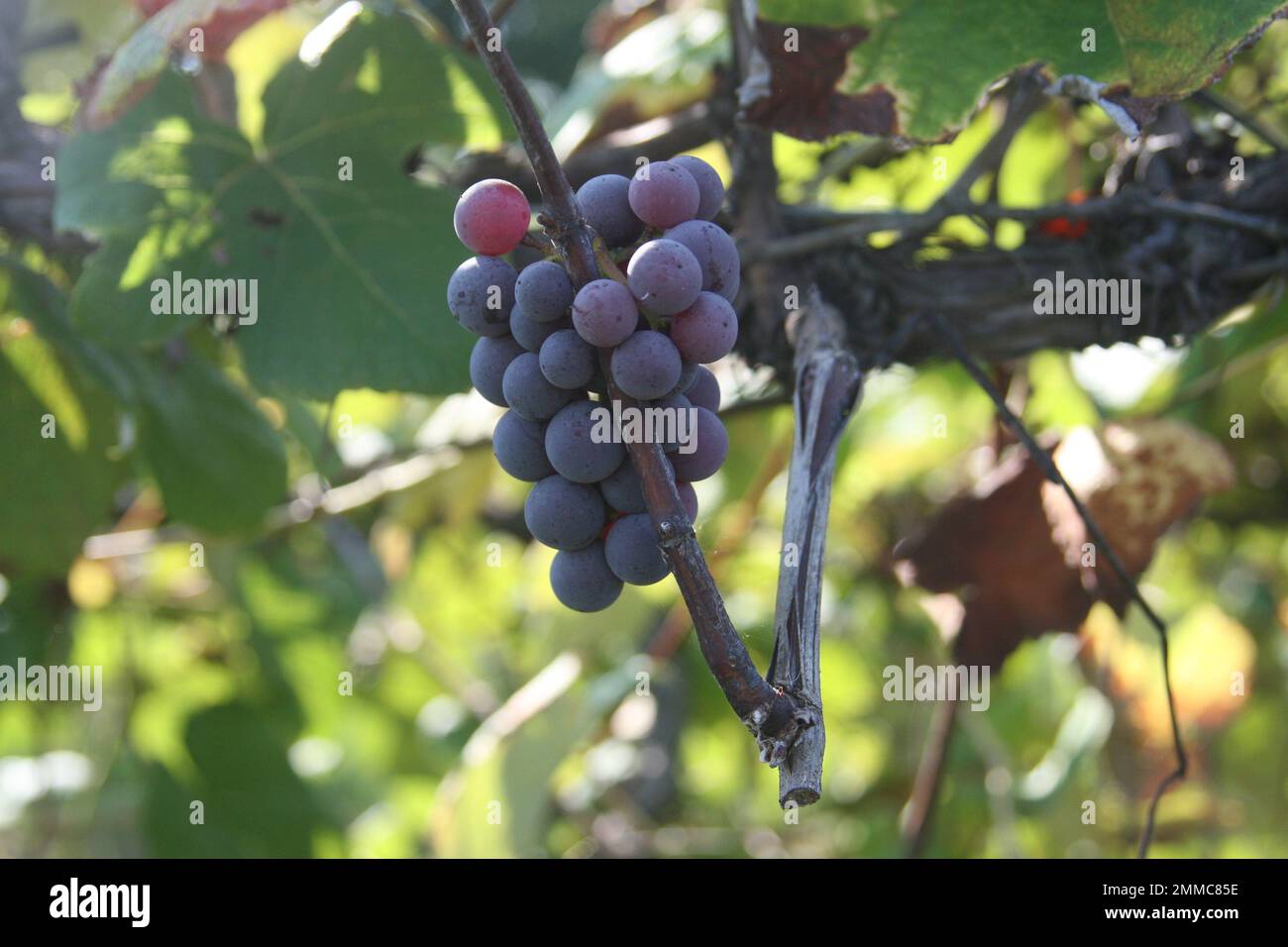 4M Vineyards & Farms is a Missouri source for wine grapes. St. James, Missouri, USA is the