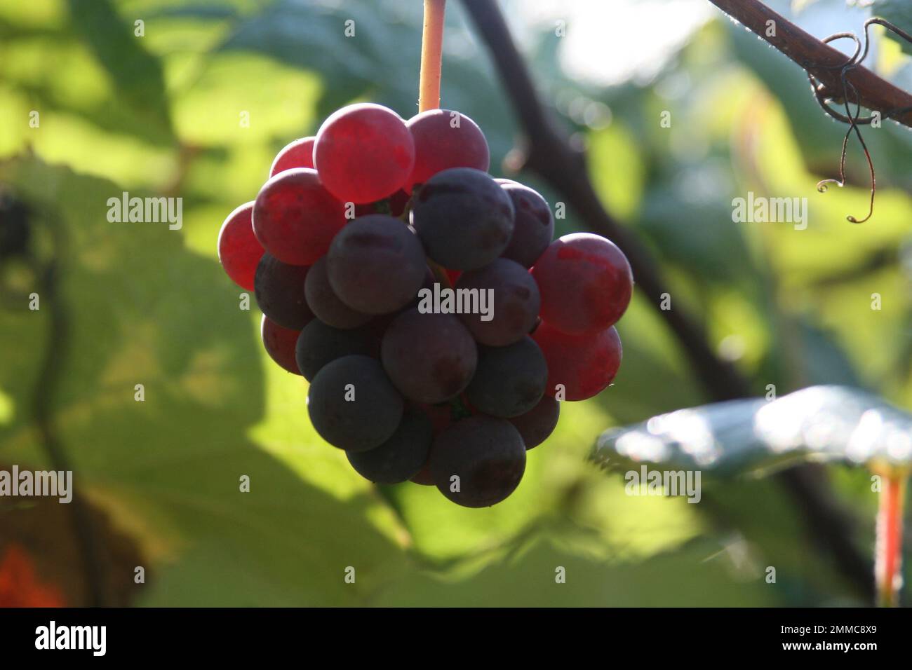 4M Vineyards & Farms is a Missouri source for wine grapes. St. James