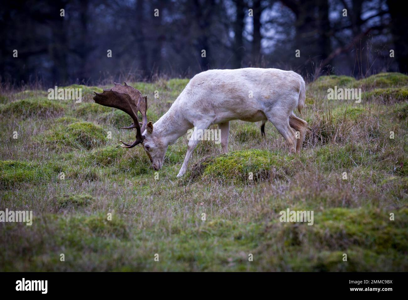 Fallow Deer, Engalnd Stock Photo