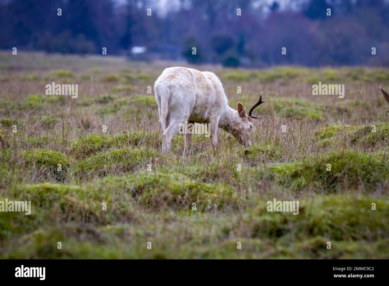 Fallow Deer, Engalnd Stock Photo