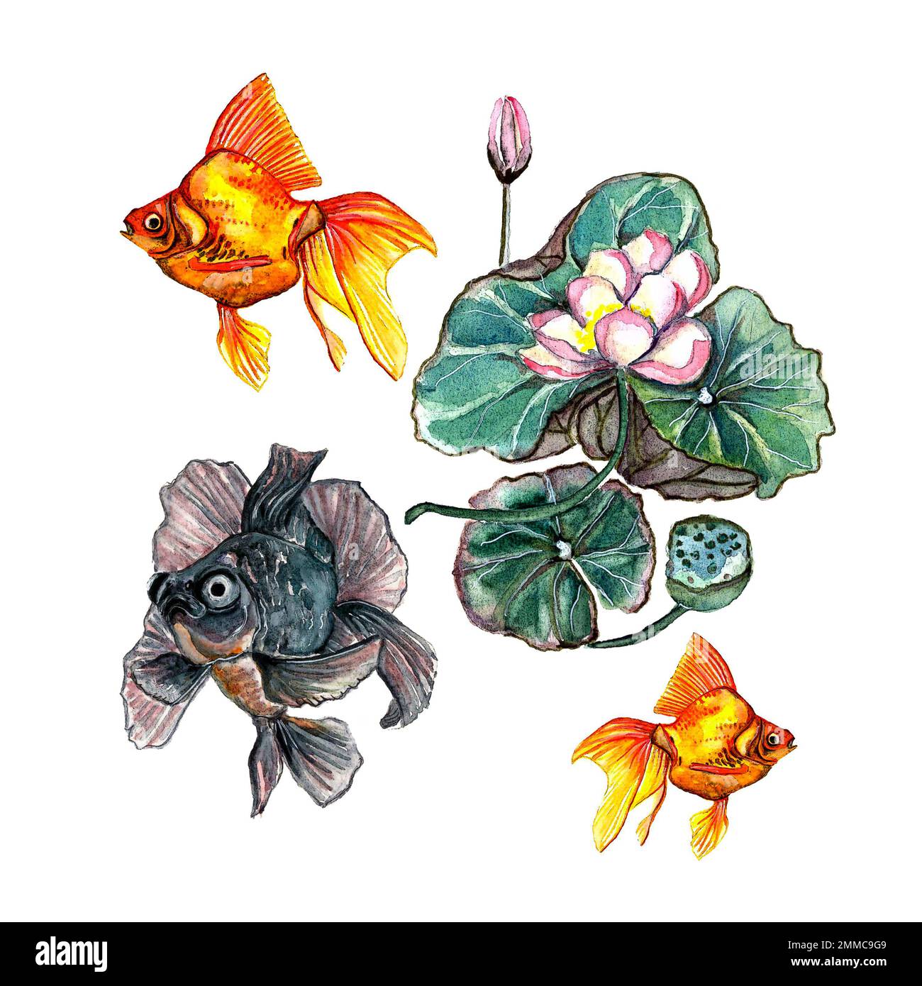 Watercolor hand drawn set of aquarium Goldfish veiltail, goldfish telescope and pink lotus flower on a white background, isolated Stock Photo