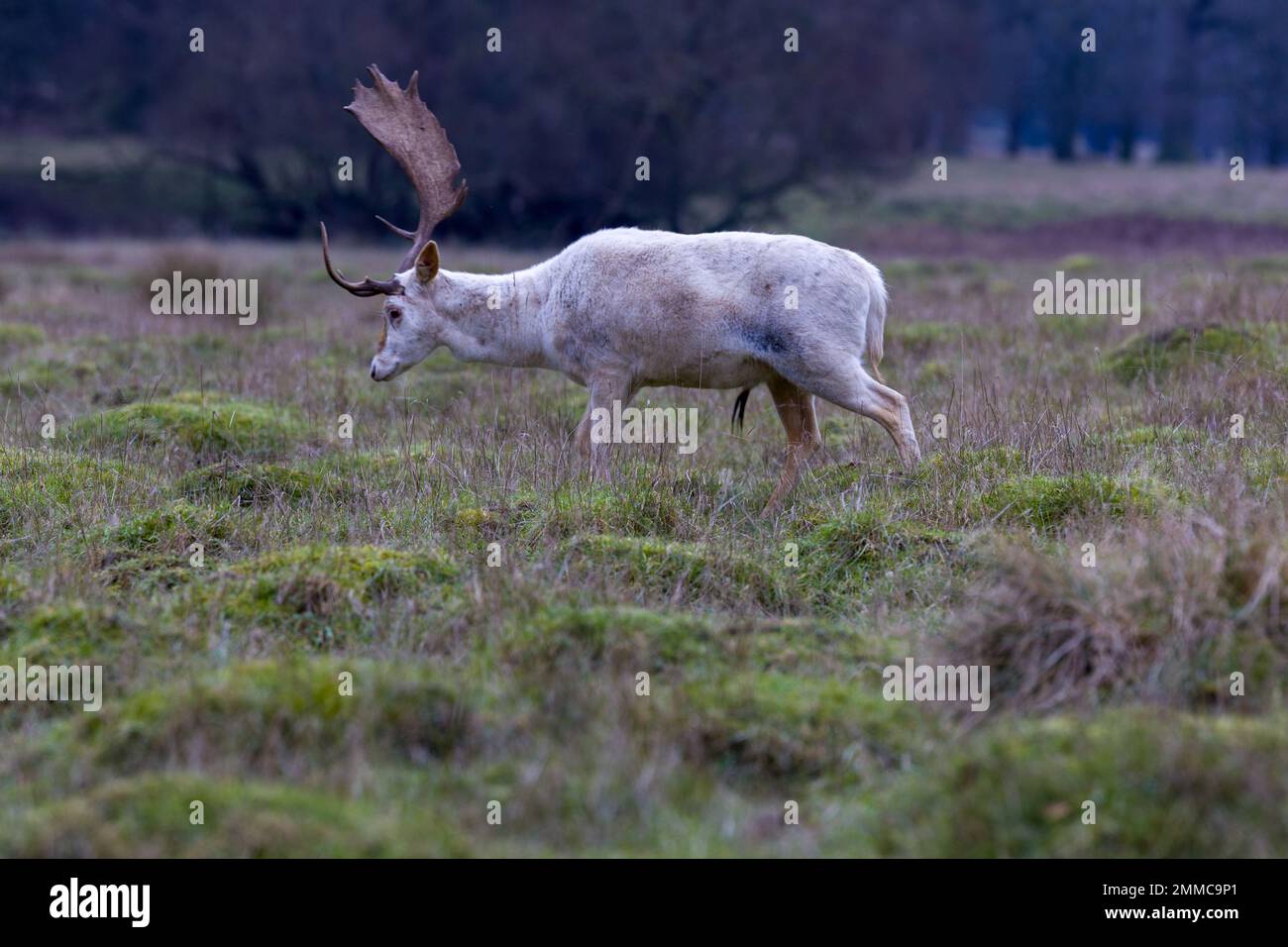 Fallow Deer, Engalnd Stock Photo