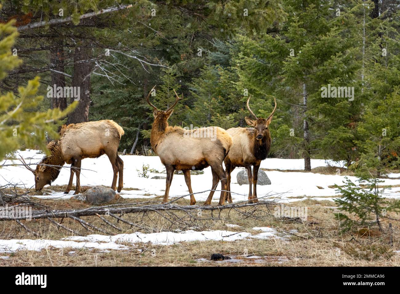 male elk Stock Photo