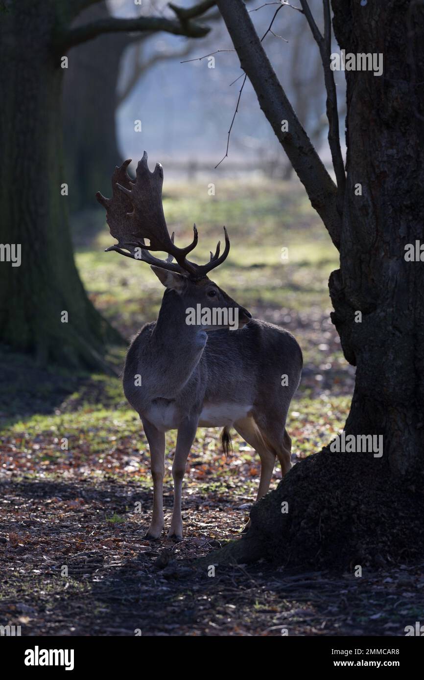 Fallow Deer, Engalnd Stock Photo