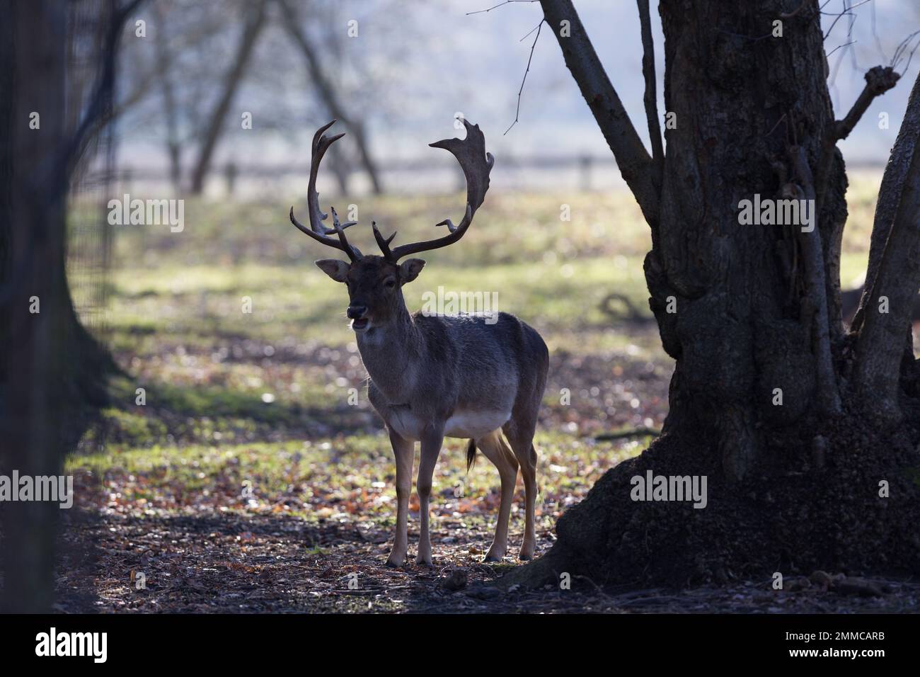 Fallow Deer, Engalnd Stock Photo