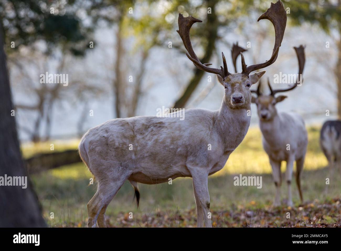 Fallow Deer, Engalnd Stock Photo