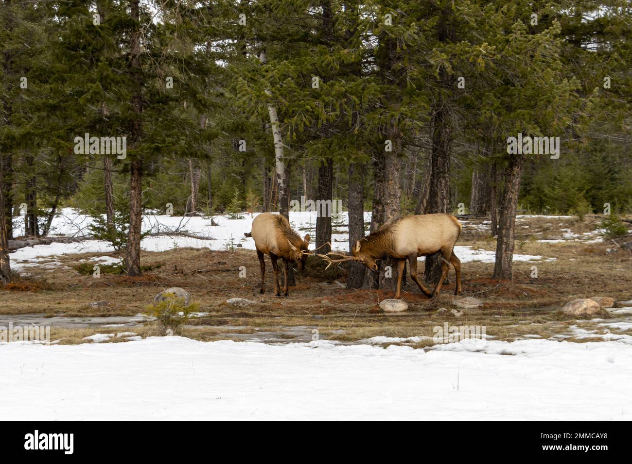 male elk fighting Stock Photo