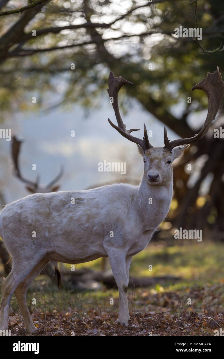 Fallow Deer, Engalnd Stock Photo