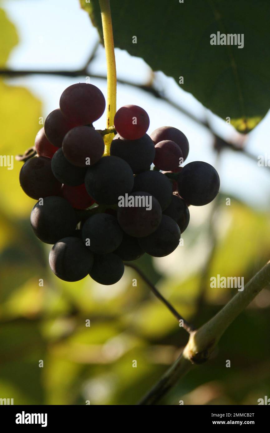 4M Vineyards & Farms is a Missouri source for wine grapes. St. James, Missouri, USA is the cultivator of hundres of acres of Missouri grapes canes. Stock Photo