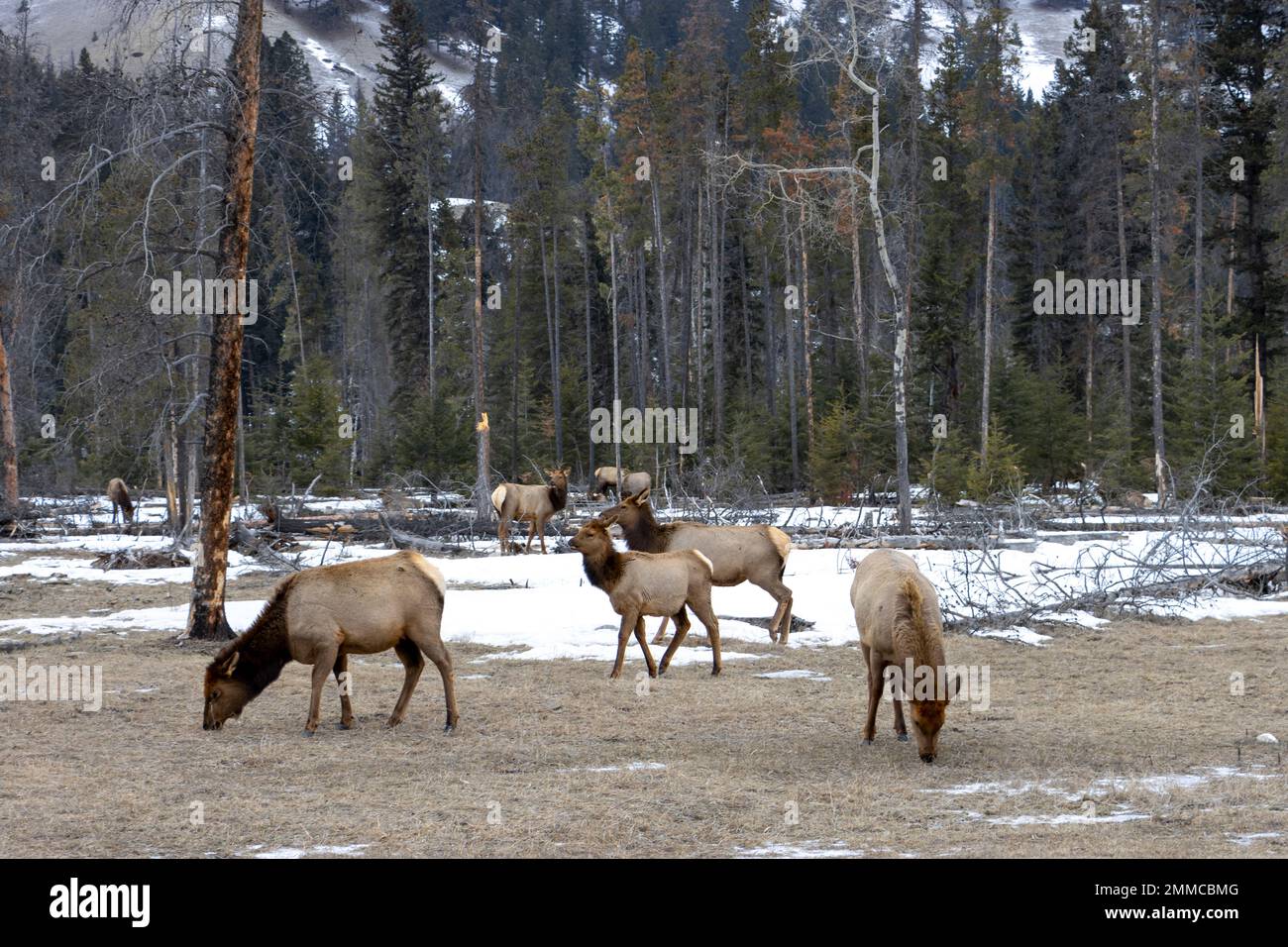 elk in the winter Stock Photo