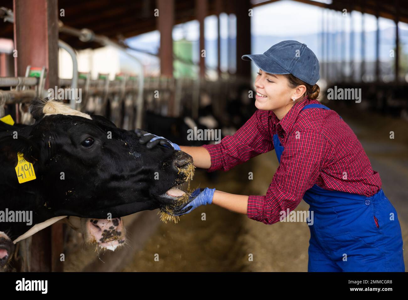 Woman feeding cows with hay in cowshed of dairy farm Stock Photo Alamy