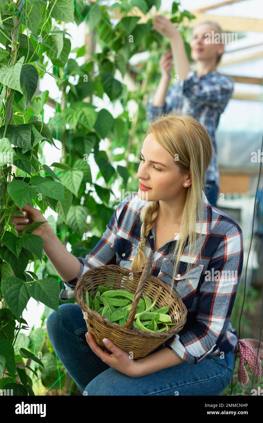 Broad bean harvesting picking hi-res stock photography and images - Alamy