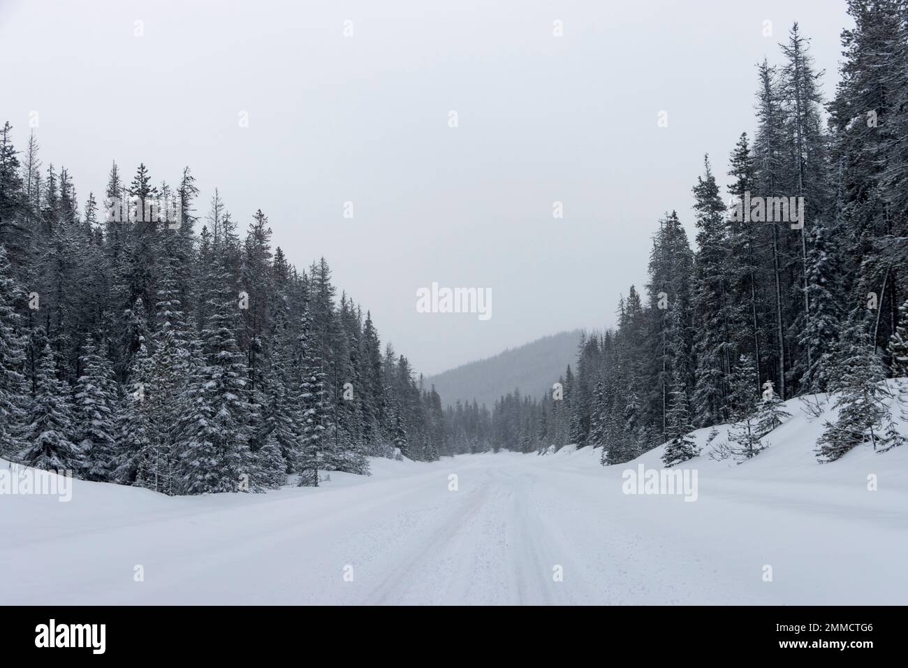 snow covered road between snowy trees in the mountains Stock Photo