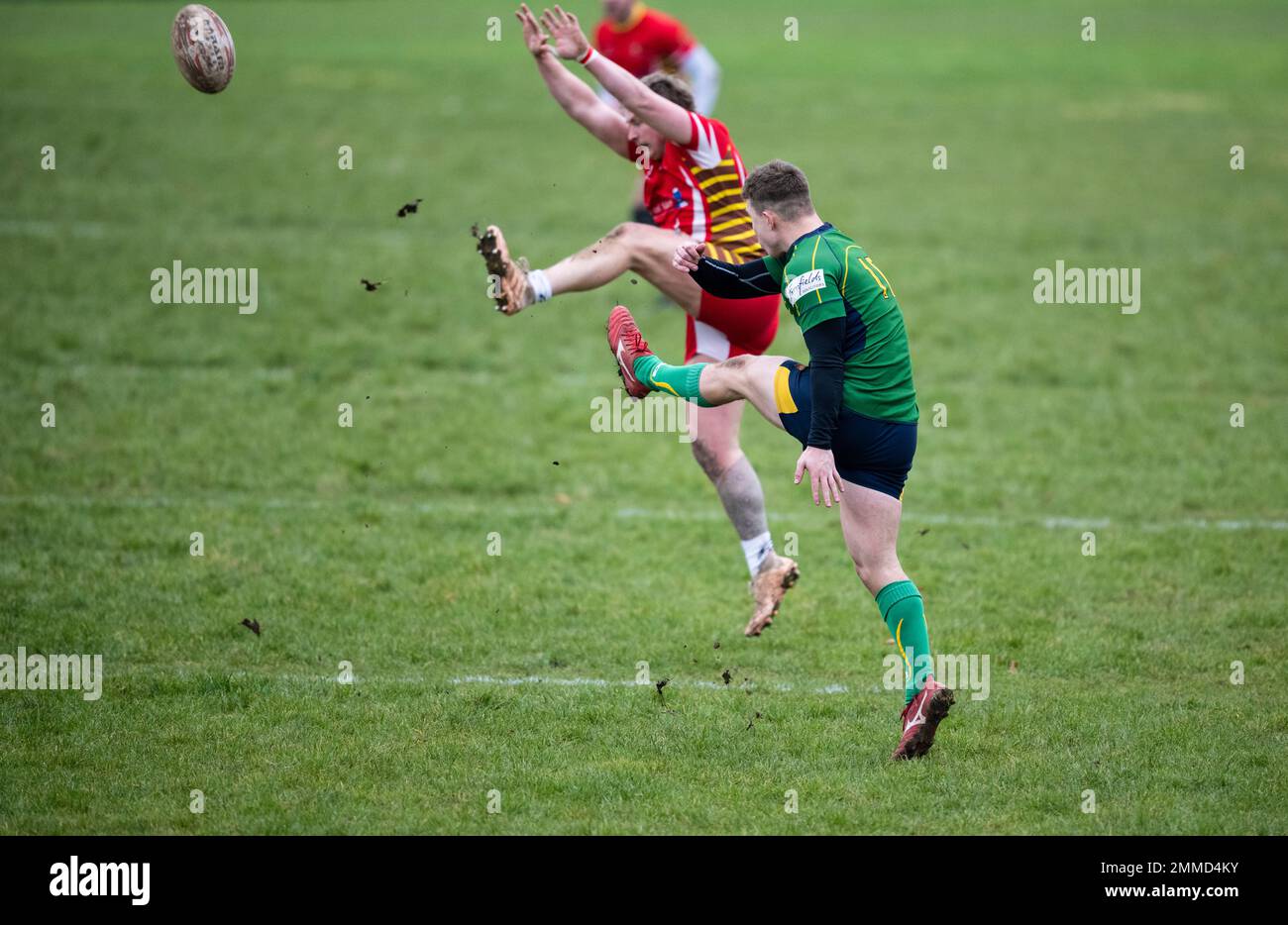 Rugby player drop kicking ball. Stock Photo