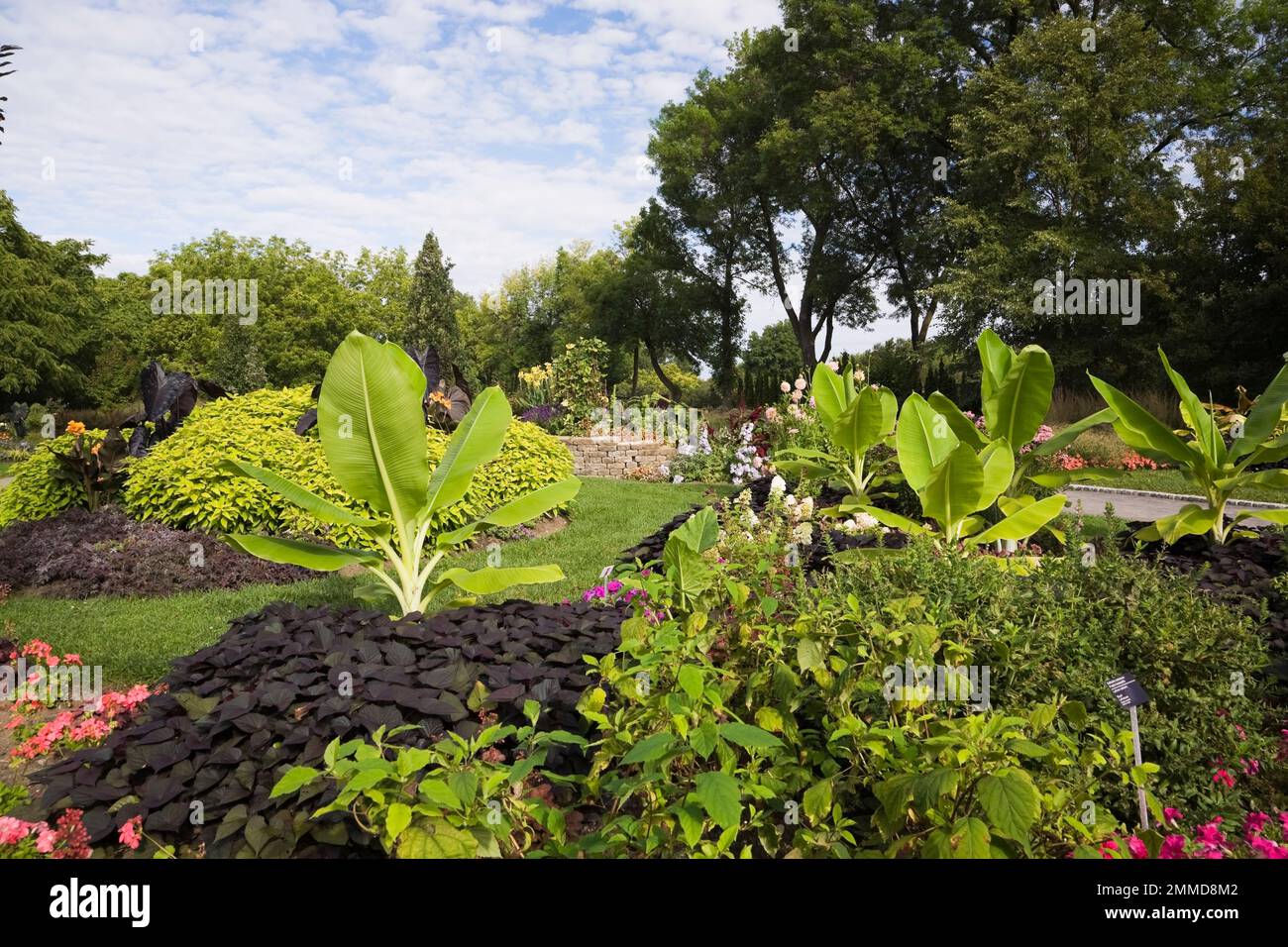 Ipomoea purpurea mixed hires stock photography and images Alamy