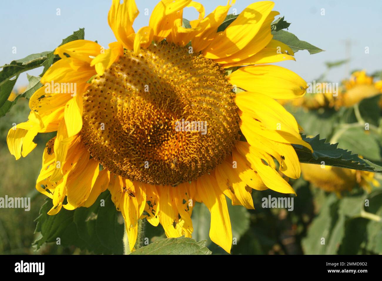 Sunflower in a field in Southern Missouri, USA. Heartland Farms Stock