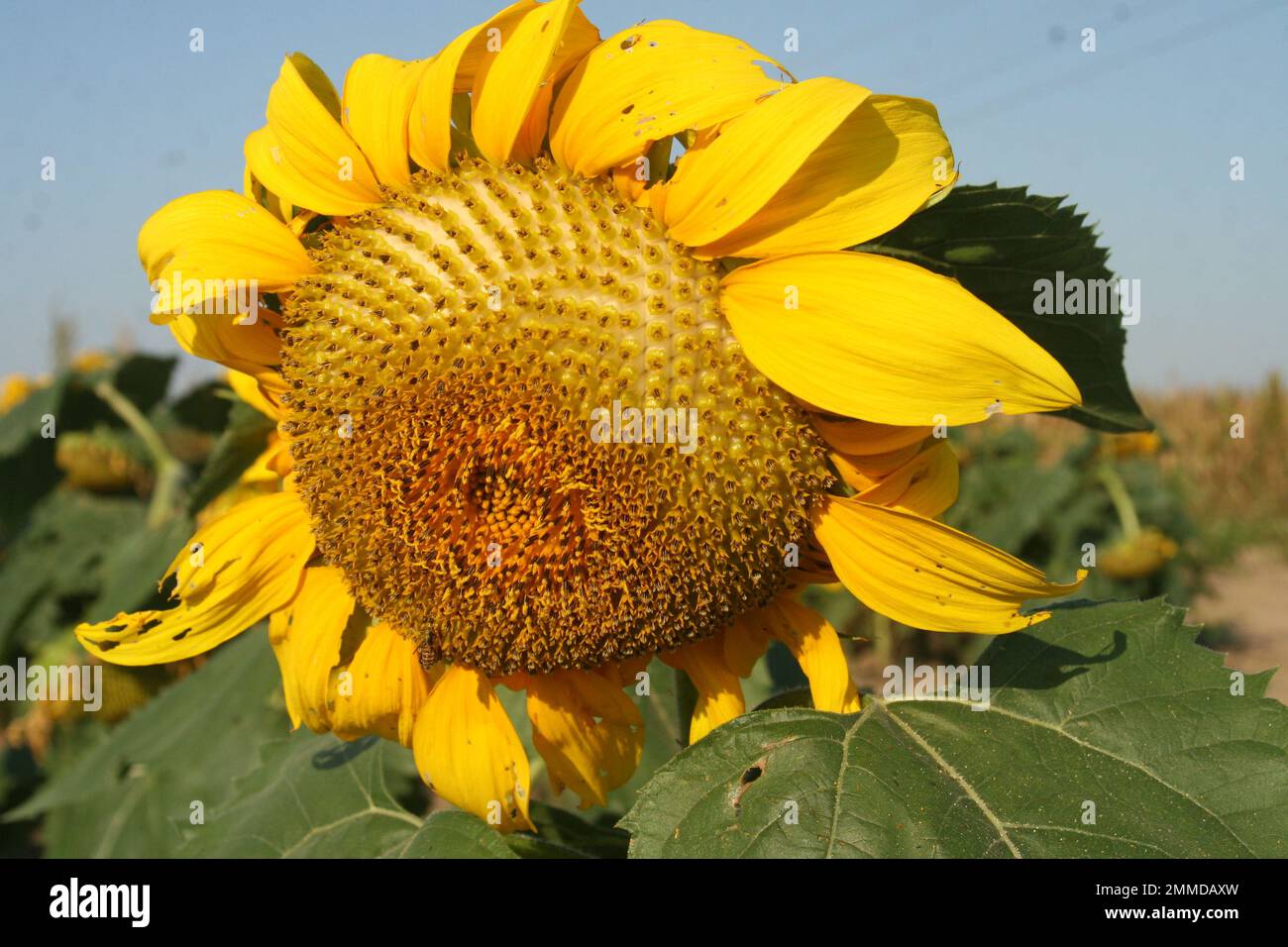 Sunflower in a field in Southern Missouri, USA. Heartland Farms Stock Photo Alamy