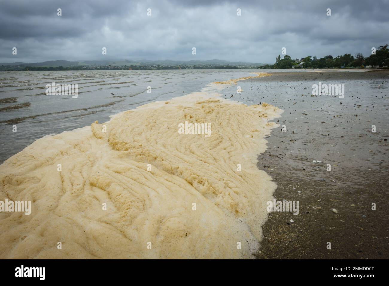 Drainage sludge washed onto beaches after storm, Tauranga New Zealand. Stock Photo