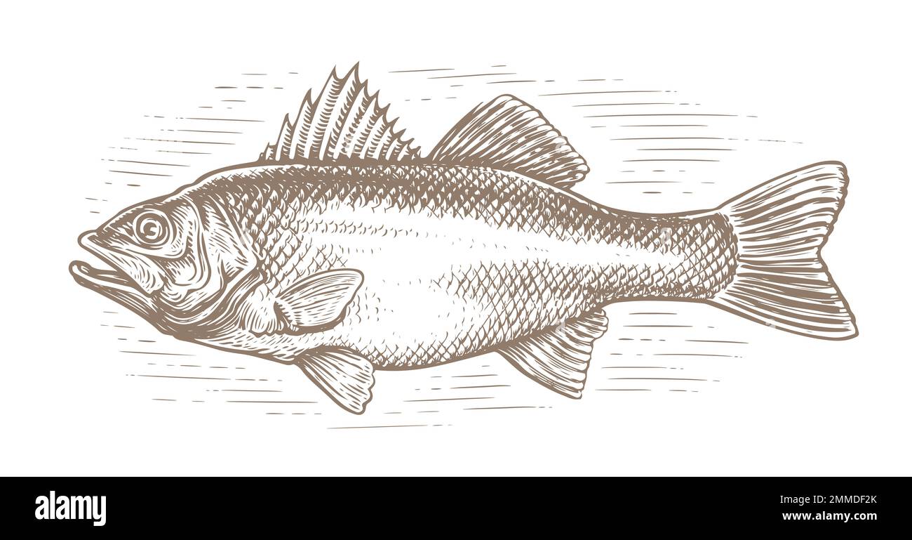 Sea bass, whole fish sketch isolated. Fishing, seafood concept. Hand drawn illustration in vintage engraving style Stock Photo