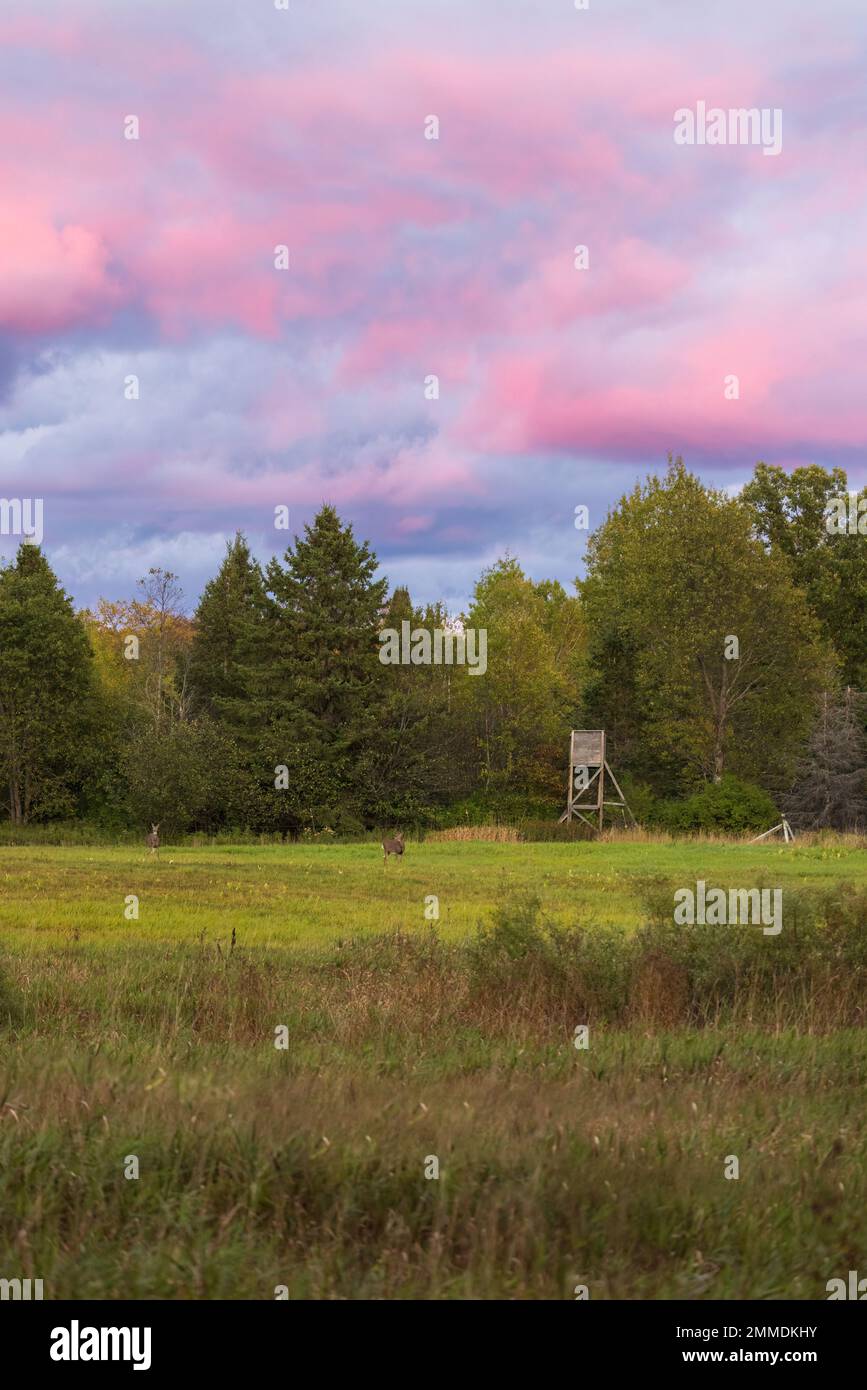 Whitetailed deer feeding in a northern Wisconsin meadow Stock Photo