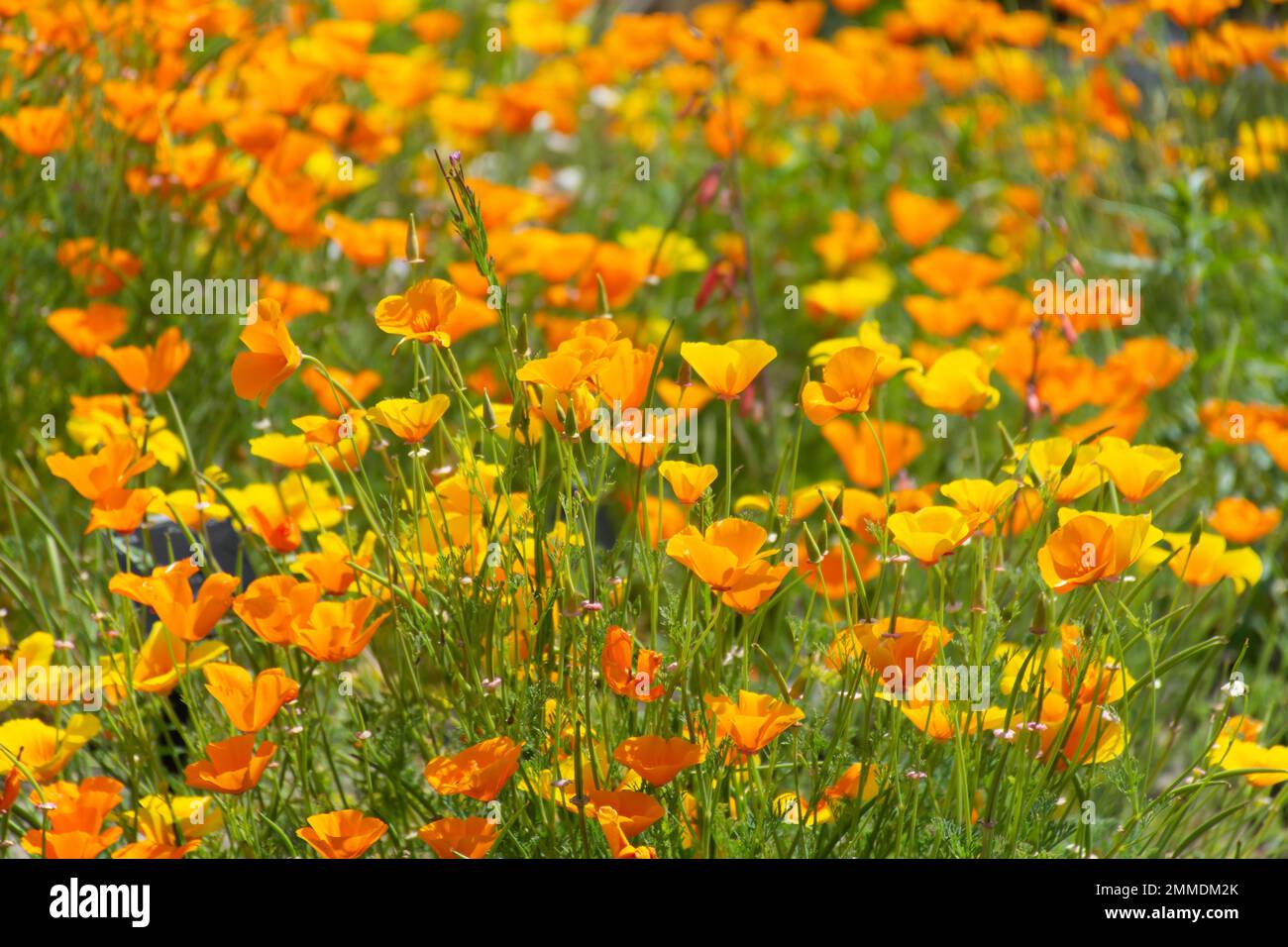 Orange Californian poppies (Eschscholzia californica) in Kew Gardens, Richmond, London Stock Photo